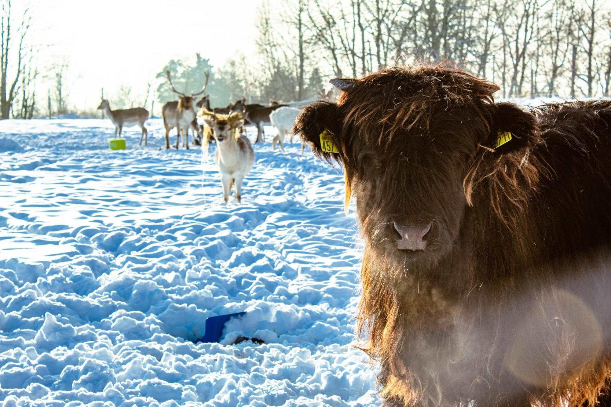 Ranczo Zwierzyniec Noclegi Jordanow ภายนอก รูปภาพ