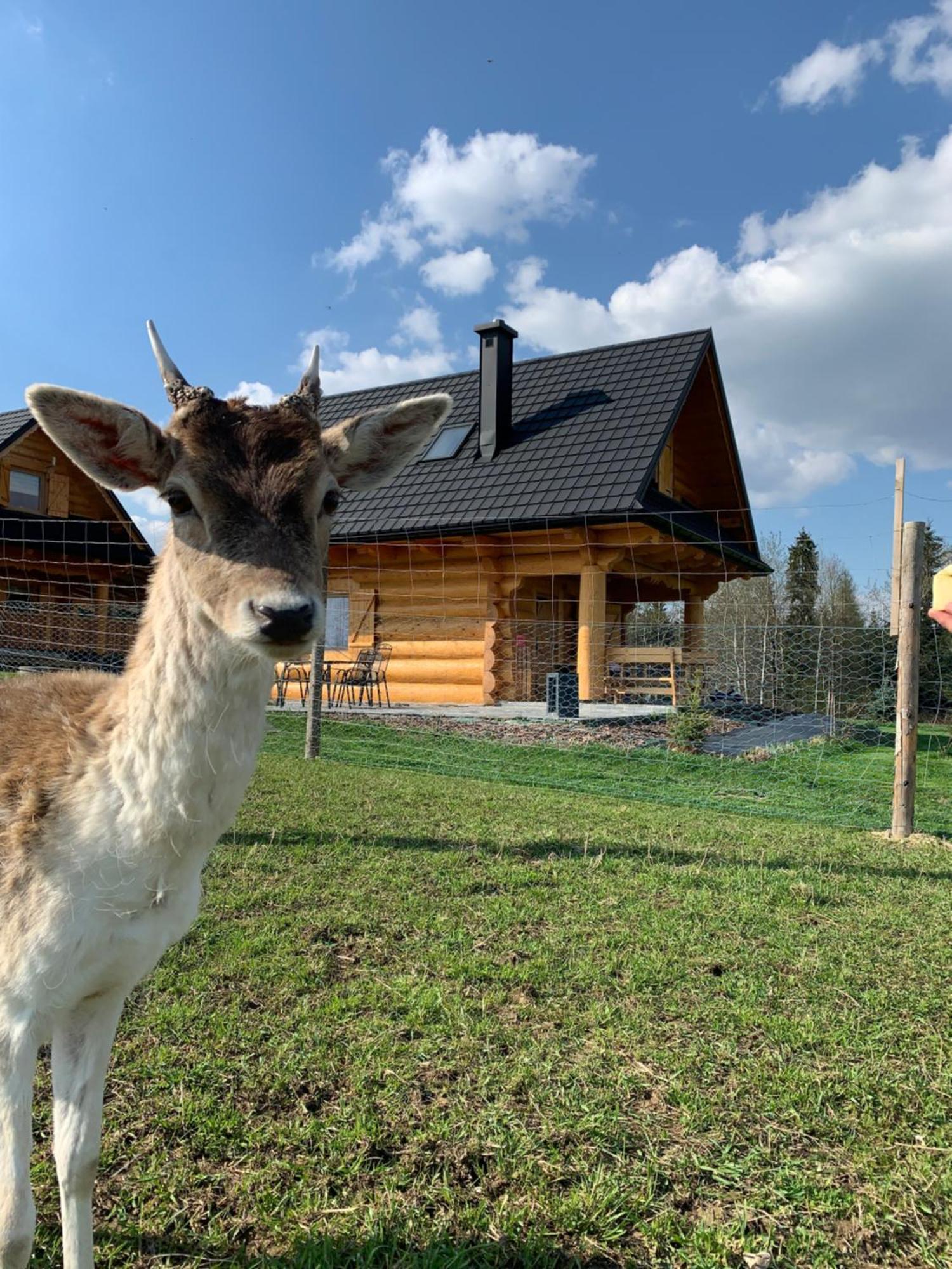 Ranczo Zwierzyniec Noclegi Jordanow ภายนอก รูปภาพ